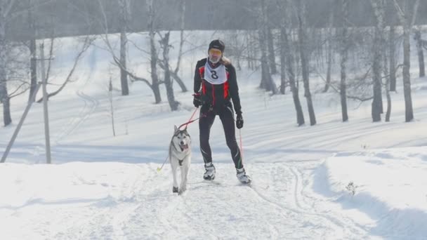 Husky hunden och människan friidrottare under Skidkörning tävlingar — Stockvideo