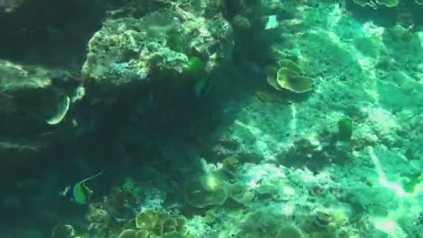 Tropische bunte Fische — Stockvideo