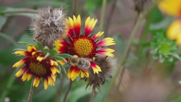 Humla på en blomma gailardia — Stockvideo