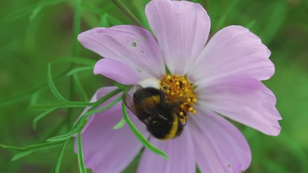 Bumblebee em flor cosmos — Vídeo de Stock