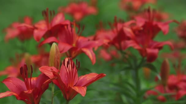 Flores de lírio vermelho, foco rack — Vídeo de Stock