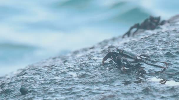 Kepiting dan rockskippers di batu di pantai — Stok Video