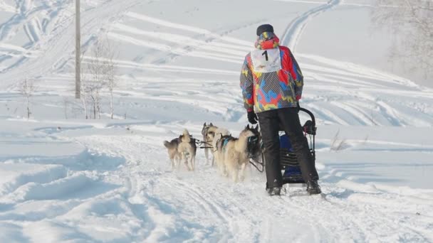 Equipo de perros de trineo husky con conductor de perros — Vídeos de Stock