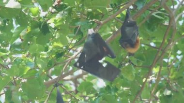 Bir ağaç dalı ve yıkama üzerinde uçan tilki duruyor