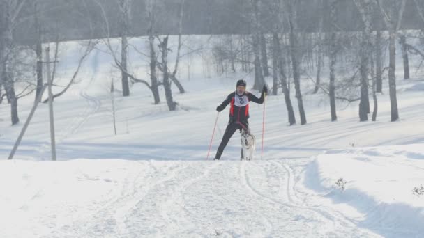 Husky kutya és ember sportoló skijoring versenyeken — Stock videók