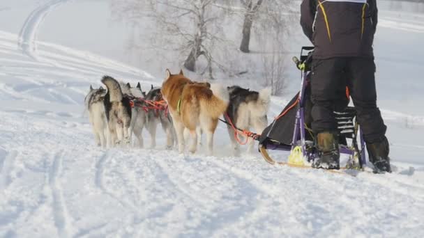 团队的哈士奇雪橇犬狗驱动程序 — 图库视频影像
