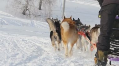 Husky kızak köpekleri köpek-sürücü ile takım