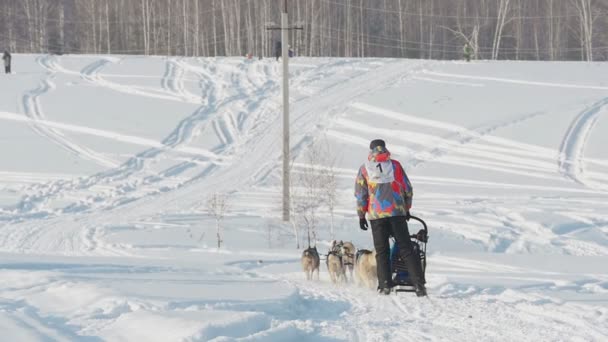 Equipo de perros de trineo husky con conductor de perros — Vídeos de Stock