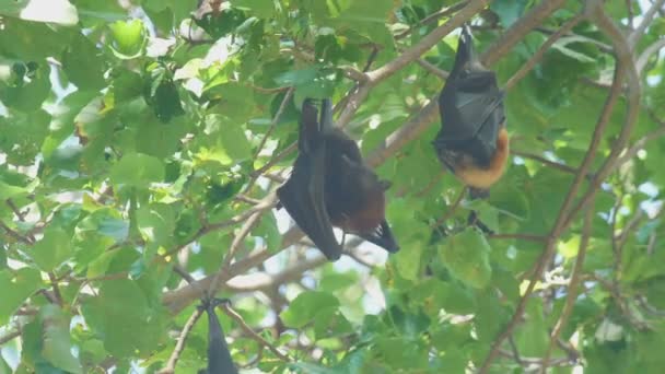 Zorro volador cuelga de una rama de árbol y se lava — Vídeo de stock