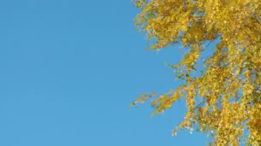 Güneşli bir sonbahar yaprak Güz