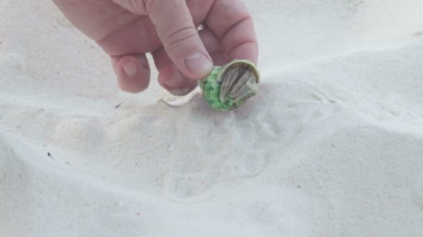 O homem pegou seus dedos um pequeno caranguejo eremita — Vídeo de Stock