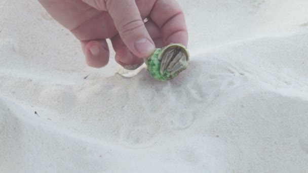 Der Mann nahm mit seinen Fingern einen kleinen Einsiedlerkrebs — Stockvideo