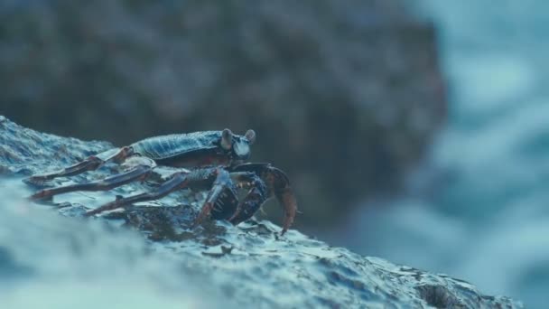 Krabbe auf dem Felsen am Strand — Stockvideo