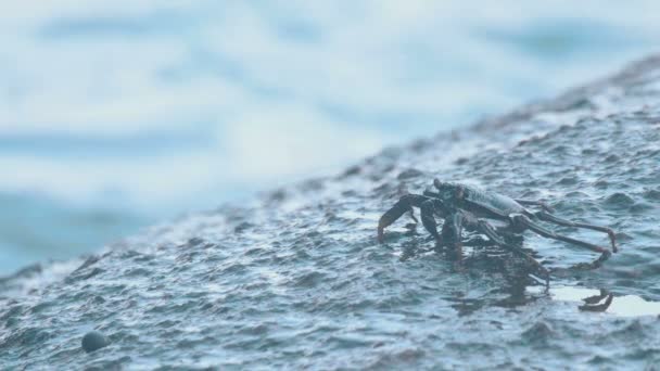 Cangrejos y rockskippers en la roca en la playa — Vídeos de Stock