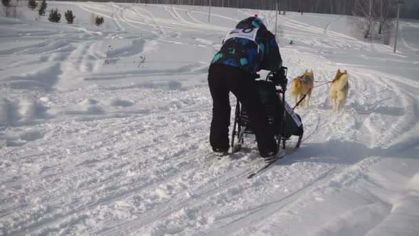 Pair of husky sled dogs with dog-driver — Stock Video