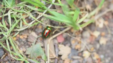 Chrysolina americana böceği