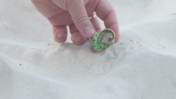 The man took his fingers a small hermit crab — Stock Video