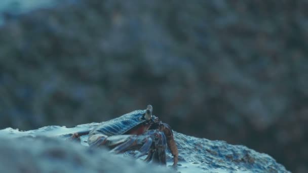 Crabe sur le rocher à la plage