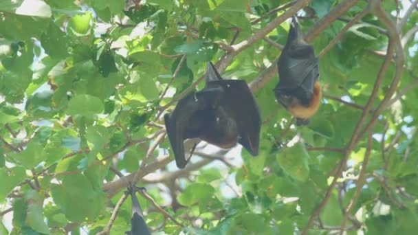 Flying fox hänger på en trädgren och tvättar — Stockvideo