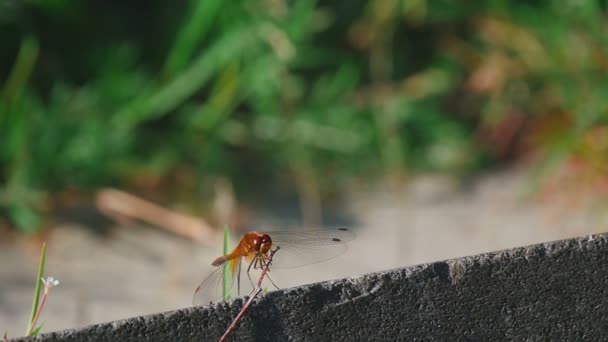 Dragonfly červená odpočinek — Stock video