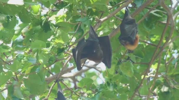 Zorro volador cuelga de una rama de árbol y se lava — Vídeo de stock