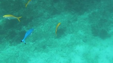 Tropikal renkli balıklar