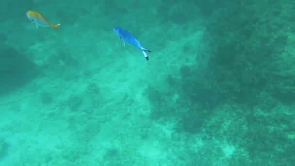 Tropical colourful fishes — Stock Video