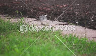Kuyruksallayan kuş böcekler için görünüyor