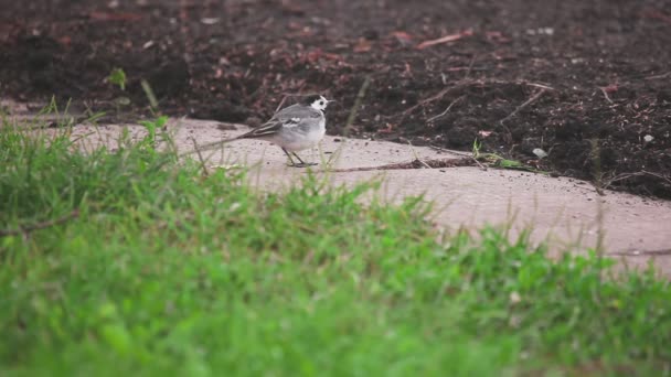 Bachstelze sucht Insekten — Stockvideo