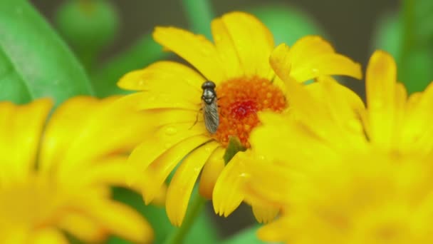 Fly on flower Calendula — Stock Video