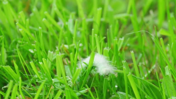 毛茸茸的毛毛虫在草丛中 — 图库视频影像