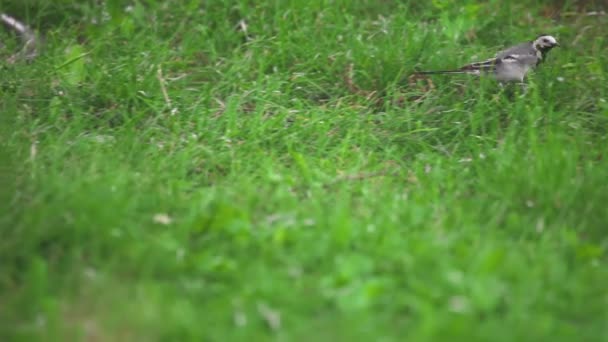 Wagtail bird looks for insects — Stock Video