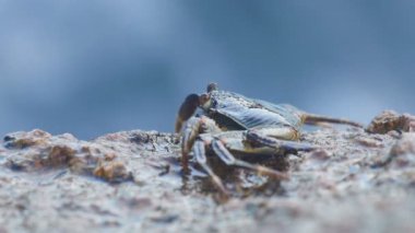 Yengeç kaya plajda, yakın çekim