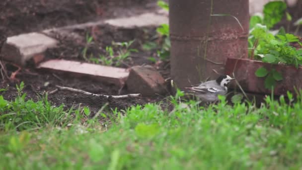Wagtail uccello cerca insetti — Video Stock