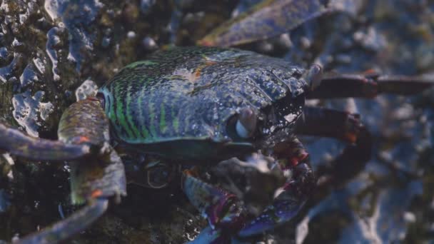 Krab op de rots op het strand, close-up — Stockvideo