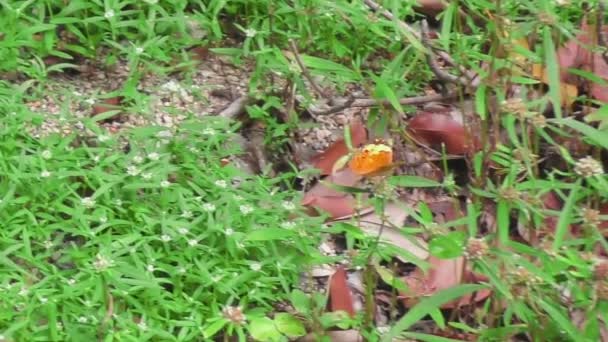 Borboleta laranja grande — Vídeo de Stock