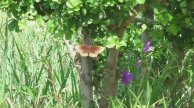 büyük kahverengi kelebek