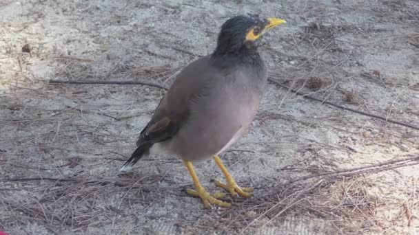 Uccello comune myna — Video Stock