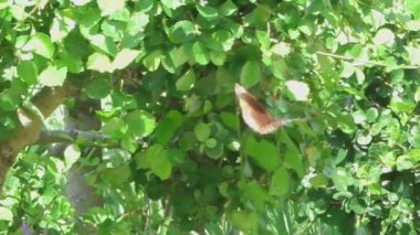 büyük kahverengi kelebek