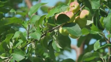 Sarı-Kırmızı elma ağacı üzerinde