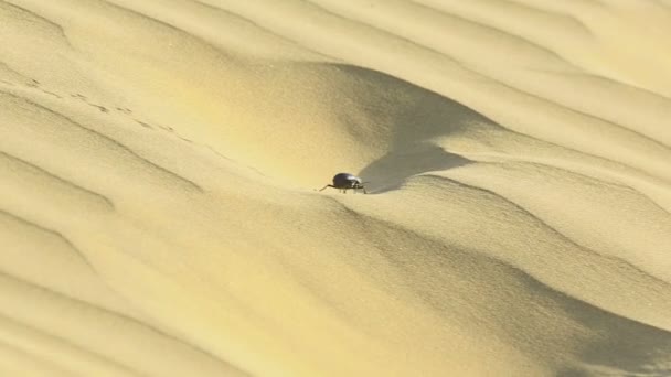 Escarabajo escarabajo en el desierto — Vídeos de Stock