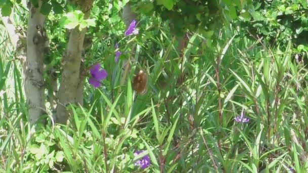 Büyük kahverengi kelebek — Stok video