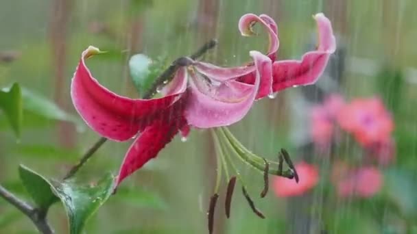 Rosa flor de lirio bajo la lluvia — Vídeo de stock