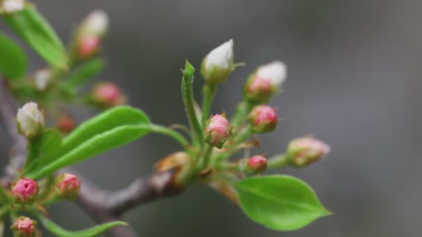 Manzano en flor — Vídeo de stock