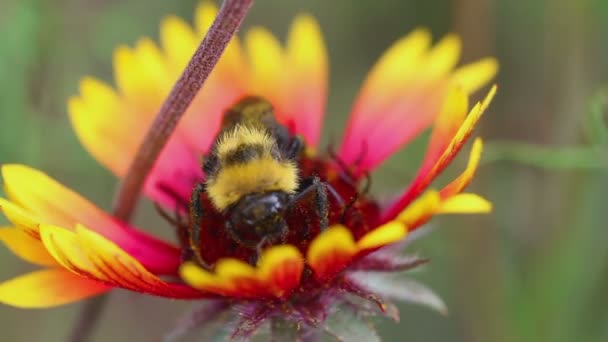 Humla på en blomma gailardia — Stockvideo