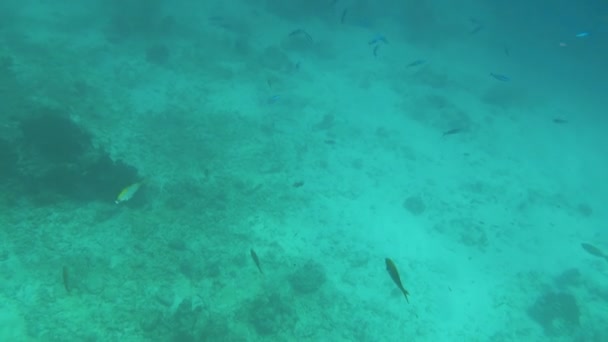 Tropikal renkli balıklar — Stok video