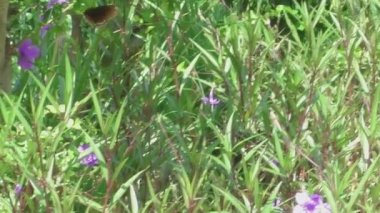 büyük kahverengi kelebek