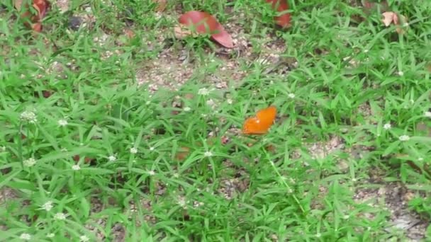 Grote oranje vlinder — Stockvideo