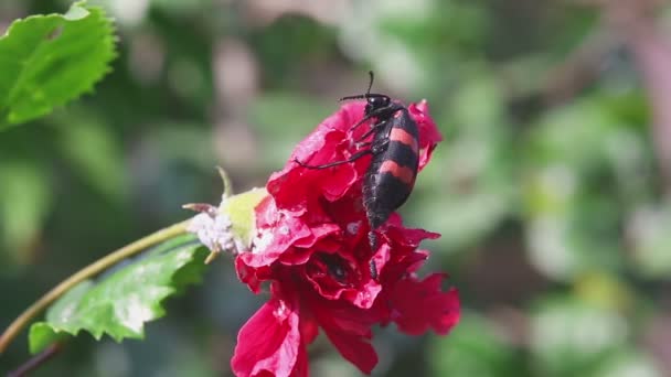 African Blister beetle — Stock Video