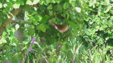 büyük kahverengi kelebek